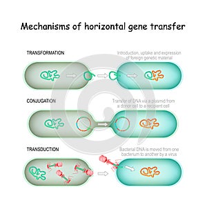 Gene transfer. horizontal Mechanisms