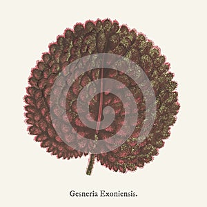 Genera exoniensis found in 1825-1890 New and Rare Beautiful-Leaved Plant illustration