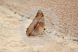 The Cruiser. Vindula erota erota butterfly photo