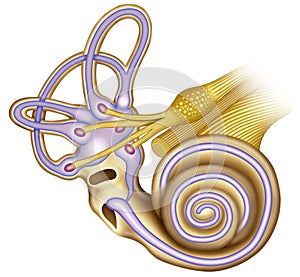 General extructura hearing of the cochlea