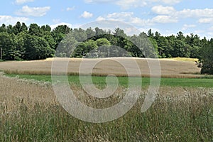 The General Field in Summer, Town of Groton, Middlesex County, Massachusetts, United States