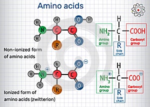 General formula of amino acids, ionized and non-ionized zwitter