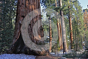 General Grant Giant Mountain Sequoia Redwood Tree in Kings Canyon National Park, California