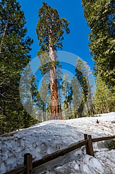 The General Grant Grove of Giant Sequoia\'s in Kings Canyon National Park photo