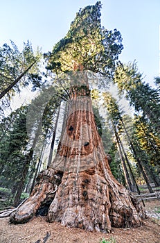 General Grant Sequoia Tree, Kings Canyon National Park