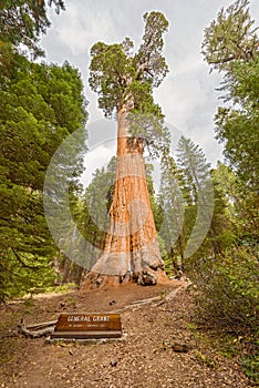 General Grant Sequoia Tree, Kings Canyon National Park photo