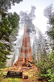 General Grant Tree in the Kings Canyon National Park, California