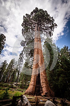 Giant Sequioa tree with a hole