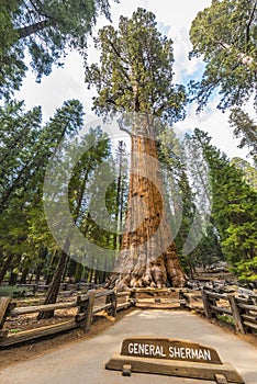 General Sherman Giant Sequoia photo