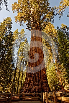 General Sherman Giant Sequoia in Sequoia National Park photo