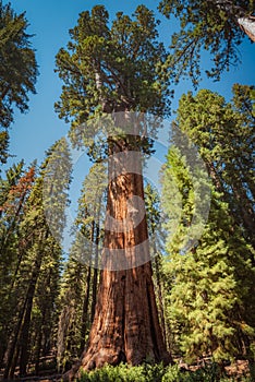 General Sherman, the largest living tree on earth