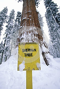 General Sherman Redwood Tree photo
