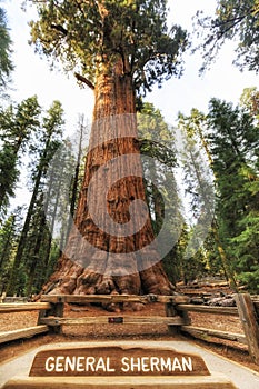 General Sherman at Sequoia Forest, California photo