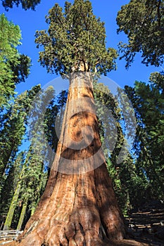 General Sherman Sequoia photo