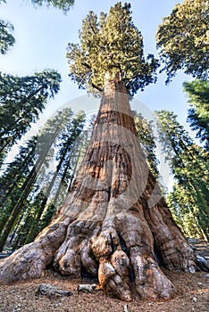 General Sherman Sequoia Tree