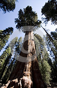 General Sherman photo