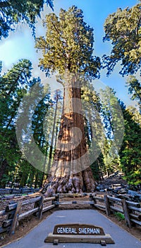 General Sherman Sequoia Tree photo