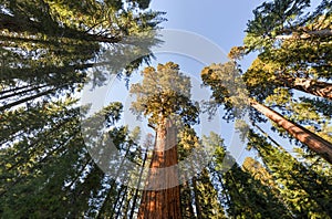 General Sherman Sequoia Tree photo