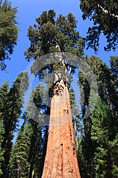 General Sherman (tree) photo