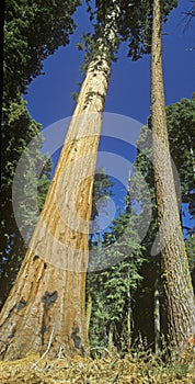 General Sherman Tree photo