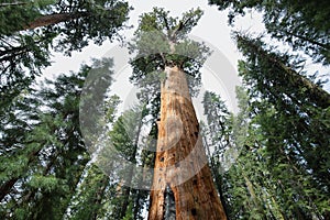 General Sherman tree in Giant Forest of Sequoia National Park photo