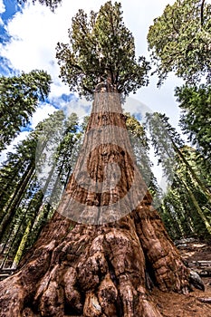 General Sherman tree in Giant sequoia forest photo