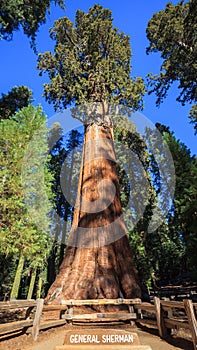 General Sherman Tree photo