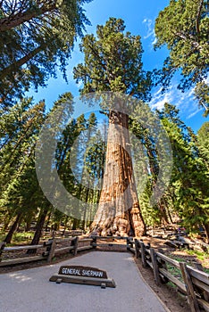 General Sherman Tree - the largest tree on Earth, Giant Sequoia Trees in Sequoia National Park, California, USA