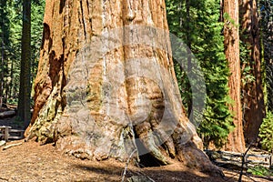 General Sherman Tree - the largest tree on Earth, Giant Sequoia Trees in Sequoia National Park, California, USA