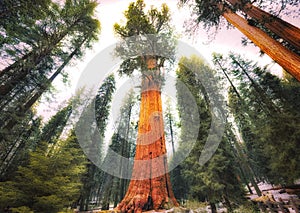 General Sherman Tree, Sequoia National Park photo