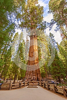 General Sherman Tree in Sequoia National Park, California USA