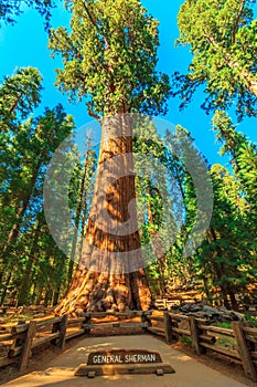 General Sherman tree