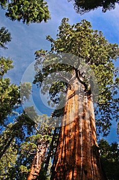 General Sherman tree - by volume the largest known living single-stem tree on Earth, California, US