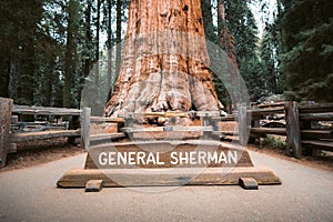 General Sherman Tree, the world`s largest tree by volume, Sequoia National Park, California, USA