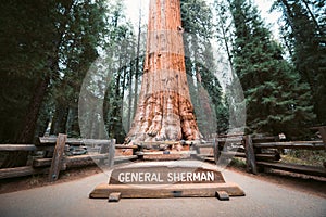 General Sherman Tree, the world`s largest tree by volume, Sequoia National Park, California, USA