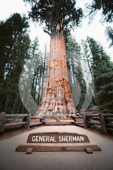 General Sherman Tree, the world`s largest tree by volume, Sequoia National Park, California, USA