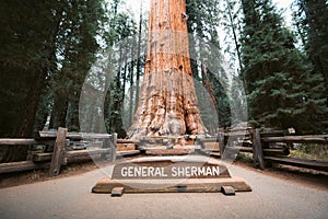 General Sherman Tree, the world`s largest tree by volume, Sequoia National Park, California, USA photo