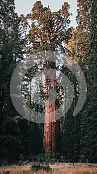 General Sherman, World Largest Tree, Sequia National Park photo