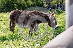 General shot of a brown donkey grazing on a farm in Asturias photo