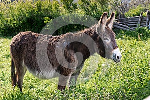 General shot of a brown donkey in a meadow on a farm in Asturias photo