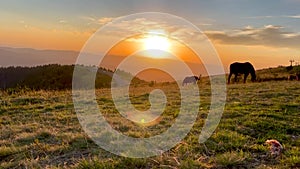 A general shot of the silhouette of brown horses grazing in the meadow in the rays of the setting yellow sun.