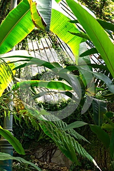 General shot of tropical vegetation inside a vertical greenhouse, Madrid, photo