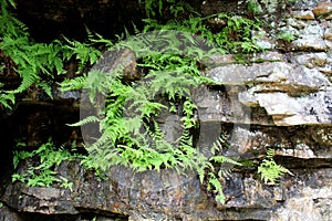 General vegetation seen in green ferns growing from in between crevices of rock