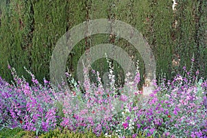 Generalife Garden details of Alhambra Palace from Granada City. Spain