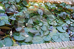 Generalife Garden details of Alhambra Palace from Granada City. Spain