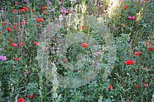 Generalife Garden details of Alhambra Palace from Granada City. Spain