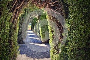Generalife garden in Granada, Spain photo
