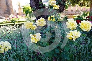 Generalife Garden scene of Alhambra Palace from Granada City. Spain