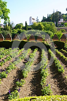 Generalife Garden scene of Alhambra Palace from Granada City. Spain