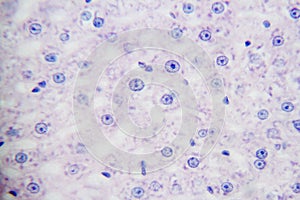 Generalized animal cells